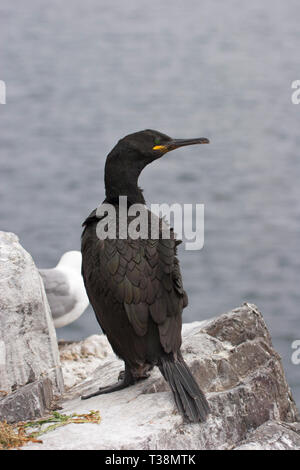 Il marangone dal ciuffo, Phalacrocorax aristotelis, singolo adulto permanente sulla scogliera. Presa di luglio. Isole farne, Northumberland, Regno Unito. Foto Stock