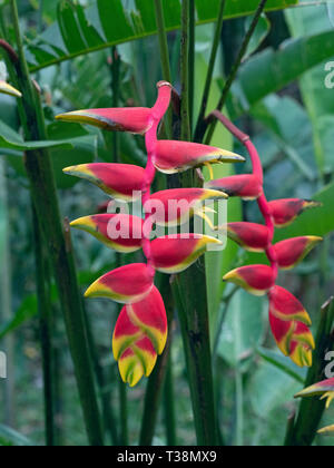 Appendere lobster claw o falso uccello del paradiso Heliconia rostrata Foto Stock