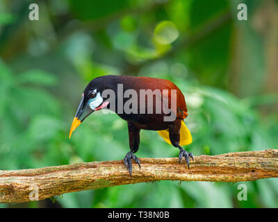 Montezuma oropendola Psarocolius montezuma Costa Rica Foto Stock