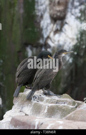 ShagPhalacrocorax aristotelis singolo adulto preening singolo giovane. Isole farne, Northumberland, Regno Unito Foto Stock