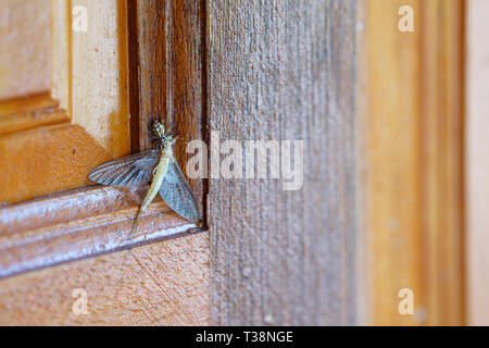 Little spider caccia un insetto più grande vittima sulla porta. Foto Stock