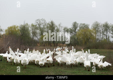 Un branco di oche bianco corrono attraverso il villaggio, urlano e sbattono le loro ali. Foto Stock