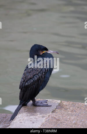 Il marangone dal ciuffo, Phalacrocorax aristotelis, singolo adulto permanente sulla parete del porto. Seahouses, Northumberland, Regno Unito. Foto Stock