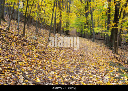 L'alto sentiero Tor passando attraverso cadono le foglie che coprono il terreno e foglie di autunno aggrappandosi agli alberi. Alta Tor parco dello Stato di New York Foto Stock