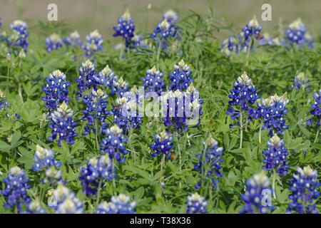 La molla Bluebonnet fiorisce nel Texas orientale. Foto Stock