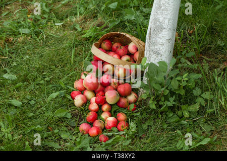 Le mele nel cesto su uno sfondo di erba verde. Vista da vicino Foto Stock