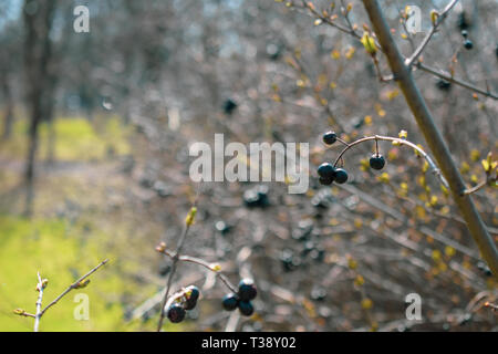 Selvatica di bacche nere su una boccola decorativi Foto Stock