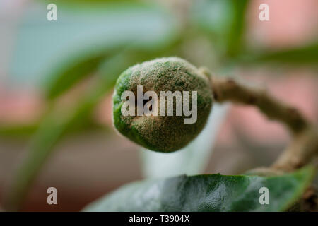 Acerbi verde frutti giovani sull'albero di Nespole del Giappone a stagione invernale nel Mediterraneo Foto Stock