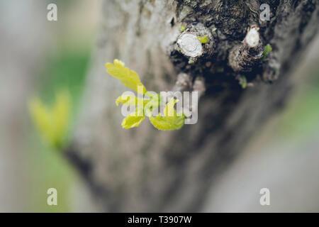 Close-up foglie e rami Foto Stock