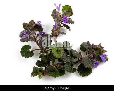 Fusti striscianti del perenne di fiori selvaggi nel Regno Unito, Glechoma hederacea, massa ivy, un giardino frequenti alghe Foto Stock