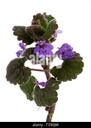 Fusti striscianti del perenne di fiori selvaggi nel Regno Unito, Glechoma hederacea, massa ivy, un giardino frequenti alghe Foto Stock