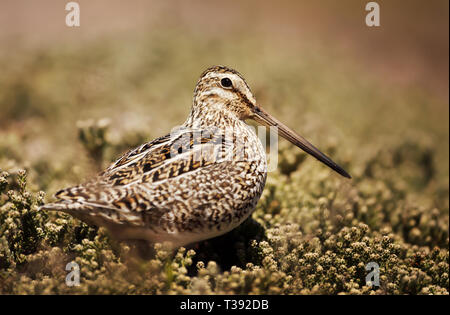 Close up di un sud americana snipe in zone umide Foto Stock