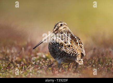 Close up di un sud americana snipe in zone umide Foto Stock