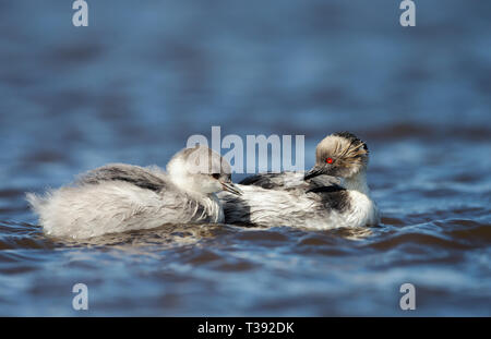 In prossimità di un'argentea svasso (Podiceps occipitalis) con un pulcino nuotare in un lago di acqua dolce, Isole Falkland. Foto Stock