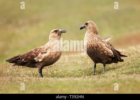 In prossimità di due grandi stercorari (Stercorarius skua) in piedi in erba, Noss isola, Scozia. Foto Stock