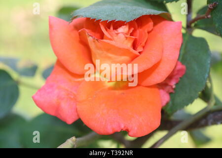 Colore rosa fiore rosa Foto Stock