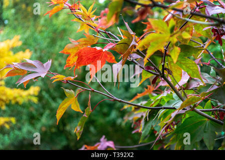 Acer lascia come diventano rossi in autunno i giorni più freddi Foto Stock