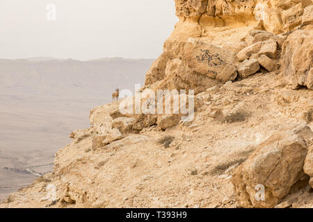 Stambecco sulla scogliera di Ramon cratere a sunrise nel deserto del Negev in Mitzpe Ramon, Israele Foto Stock