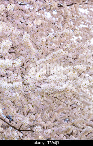 Fioritura di meli frutteto in giardino e parcheggio durante la primavera di Praga, Repubblica Ceca Foto Stock