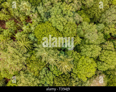 Antenna vista dall'alto in basso di bosco misto di conifere e latifoglie. Drone fotografia. Foto Stock