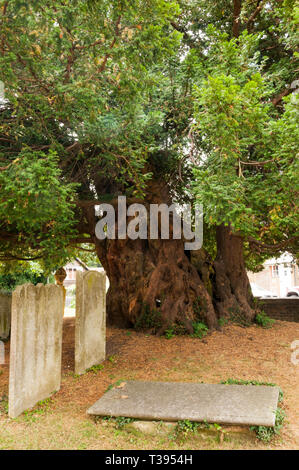 L'albero di Yew nel sagrato della chiesa di St Mary Downe è creduto di essere al di sopra dei 1700 anni. Foto Stock