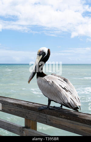 Brown Pelican appollaiato su un molo di pesca in Florida USA sperando in un documento di riferimento Foto Stock