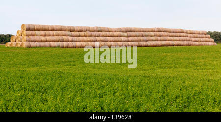 Un gran numero di pile cilindriche giacente sul campo sono combinati in una grande struttura di storage per l'inverno, grano verde del nuovo piano di coltura Foto Stock