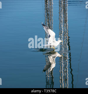 Anello-fatturati gull appena lo sbarco sul lago. Il solista seagull è perfettamente speculare sul lago liscia superficie come esso incrocia altri arty riflessioni. Foto Stock