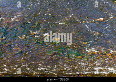 Onde nell'acqua di un piccolo lago ma che è coperto con pietre e alghe Foto Stock