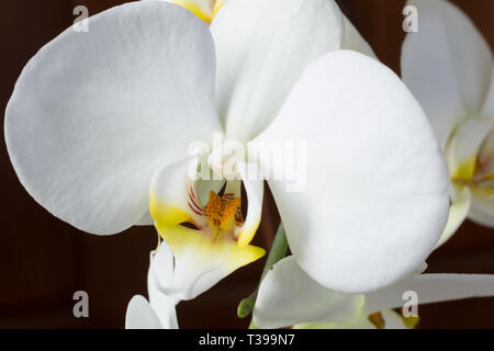 White Orchid Petaled in stretta fino Foto Stock