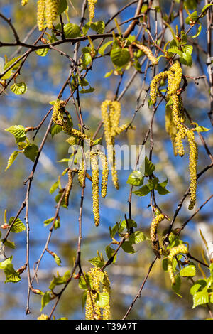 Foglie verdi sono lunghi amenti sui rami di betulla in primavera Foto Stock