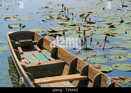 La barca di legno su uno stagno pieno di Lotus boccioli di fiori e foglie Foto Stock