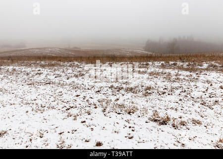 Campo agricolo in inverno è coperto di neve, mattinata nebbiosa meteo Foto Stock