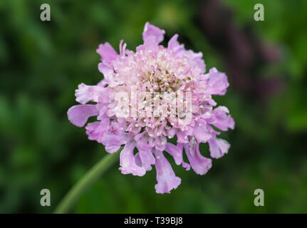 Unico fiore rosa da un Scabious 'rosa nebbia' (Walberton la varietà), Aka Scabiosa 'rosa nebbia' pianta perenne in primavera nel West Sussex, Regno Unito. Foto Stock