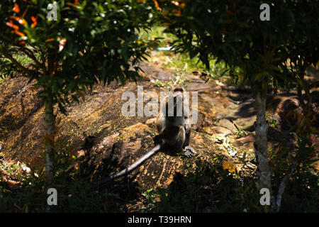 Monkey seduto sotto le palme su Ko Isola Chang in Thailandia in aprile, 2018 - Mangiare Foto Stock