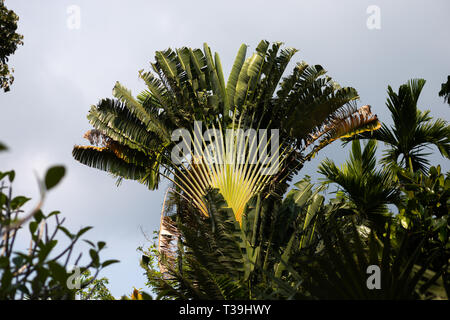 Palme su un isola - Ko Chang, Thailandia, Aprile 2018 Foto Stock