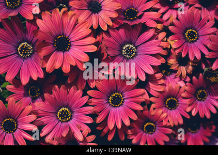 Crimson Red daisy fiori (osteospermum ecklonis) nel letto di fiori. Sfondo floreale. Foto Stock