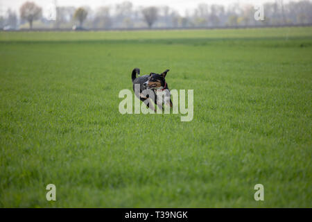 Appenzell cane di bestiame in esecuzione sull'erba verde Foto Stock