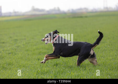 Appenzell cane di bestiame in esecuzione sull'erba verde Foto Stock