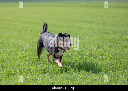 Appenzell cane di bestiame in esecuzione sull'erba verde Foto Stock