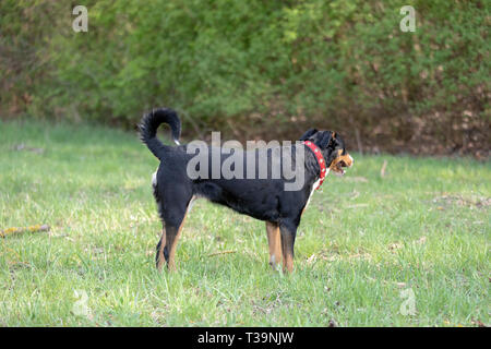 Appenzell cane di bestiame in esecuzione sull'erba verde Foto Stock