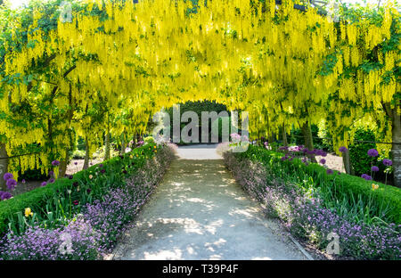 Il maggiociondolo arch, una spettacolare passerella sotto il Maggiociondolo fioritura alberi in maggio. Parte di un giardino in stile vittoriano vicino a Doncaster Foto Stock