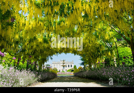 Il maggiociondolo arch, una spettacolare passerella sotto il Maggiociondolo fioritura alberi in maggio. Parte di un giardino in stile vittoriano vicino a Doncaster Foto Stock