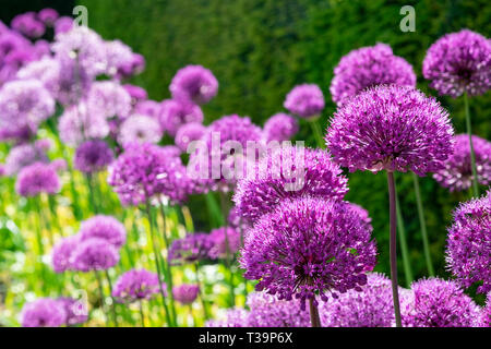 Allium flower closeup Foto Stock