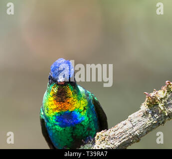 Staring direttamente in anticipo tutte le luccicanti giallo oro blu e verde di piume di Fiery-throated hummingbird può chiaramente essere visto Foto Stock