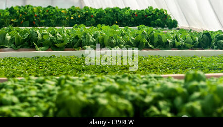 Crescere insalata in puro effetto serra eco frendly agricoltura Foto Stock