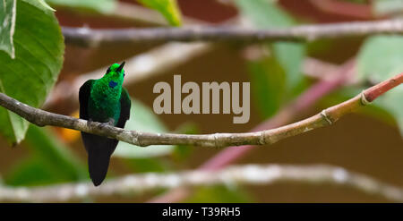 Con il collo proteso a maschio verde-incoronato hummingbird brillante regola esso testa per ottenere la migliore visualizzazione durante la mostra off il verde brillante delle piume di Foto Stock