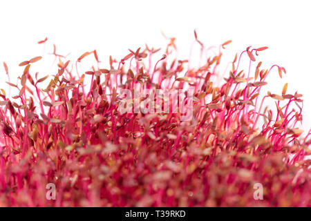 Macro di amaranto rosso microgreens coltivata indoor nel suolo Foto Stock