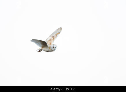 Il barbagianni, Tyto alba, singolo adulto battenti su comuni al crepuscolo, Worcestershire, Regno Unito. Foto Stock