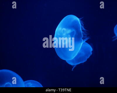 Medusa da soli nel blu Foto Stock